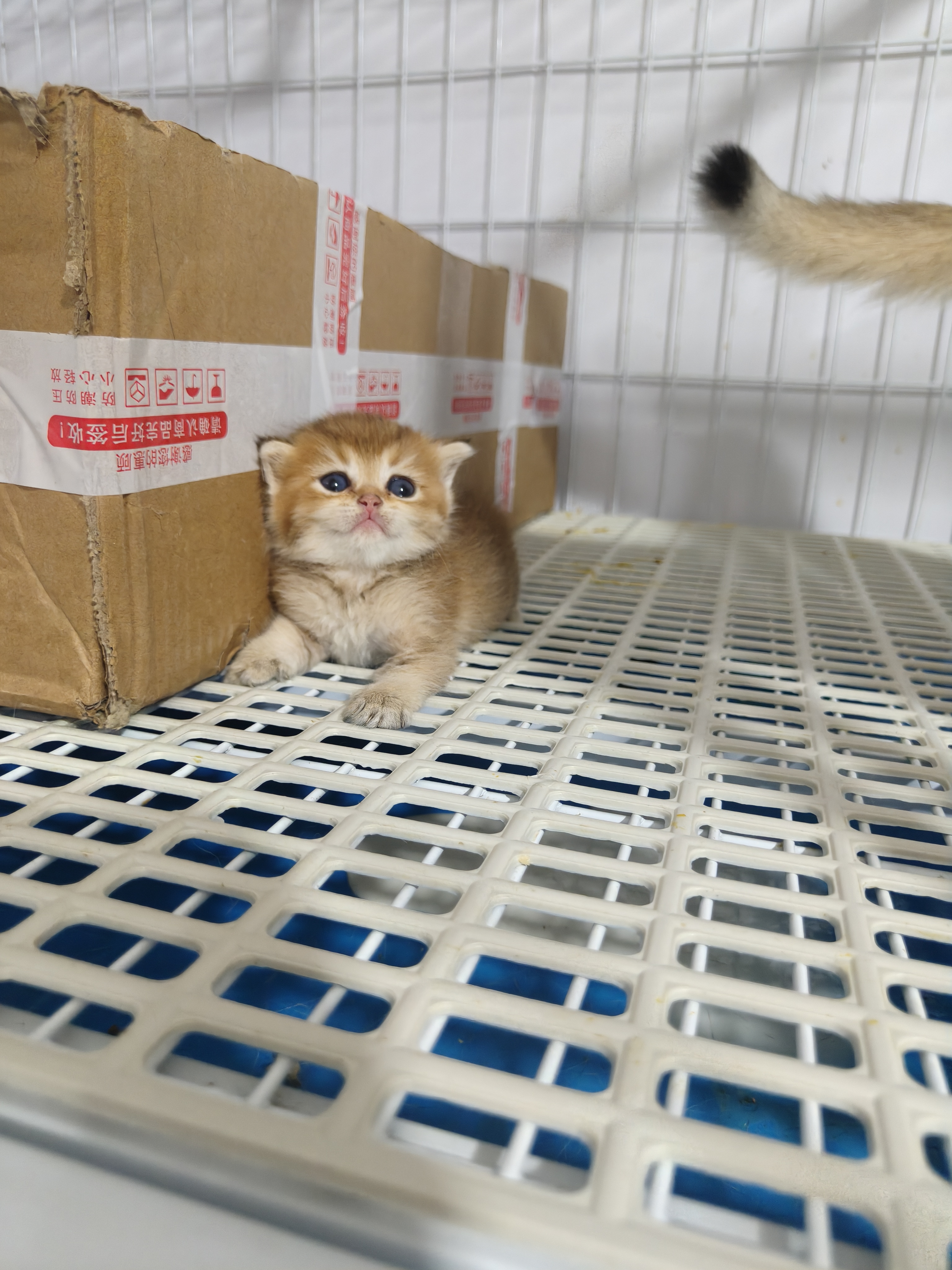 英短金渐层宝宝，弟弟妹妹都有，猫猫900，外地运费自理